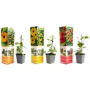 Flowering Thunbergia set - 3 pieces - 30-38 cm