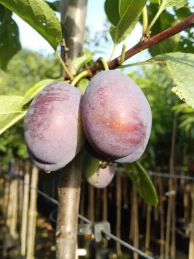 "Plum "Jojo" half-standard, in a 10L container, firm and juicy, easy to stone, sweet and sour image"