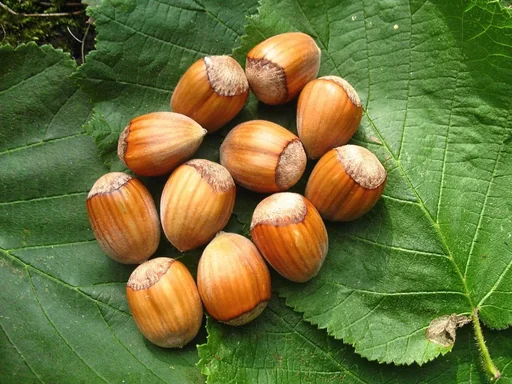 "Hazelnut "Webbs Prize Nut", 7.5L container image"