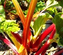 Rhubarb "Holsteiner Blut", in a 3.5L container