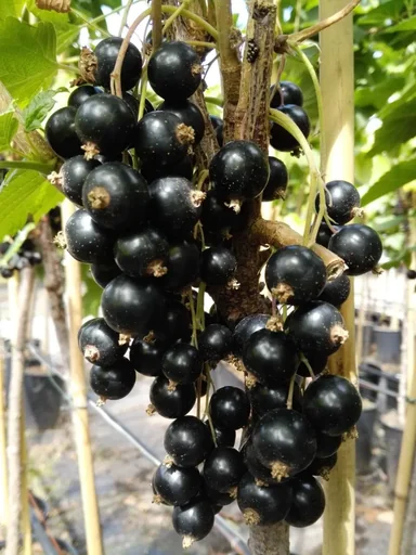 "Black currant "Titania" bush, in a 3.5L container image"