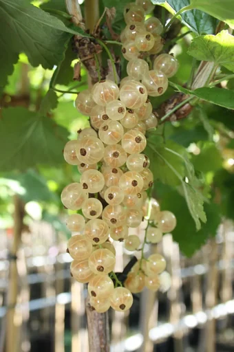"Currant white " Werdavia" bush, in 3.5L container, medium-sized image"