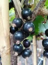 Black currant "Ojebyn" standard tree, in a 4L container