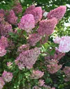 Panicle Hydrangea "Sundae Fraise", Hydrangea paniculata, 4.6 liter pot, set of 2