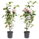 Blooming Camellia XL Shrub 'Japanese Rose' - 2 pieces