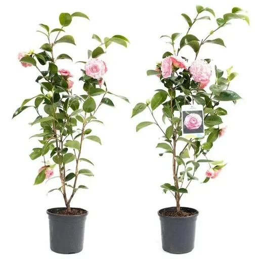 "Blooming Camellia XL Shrub 'Japanese Rose' - 2 pieces image"