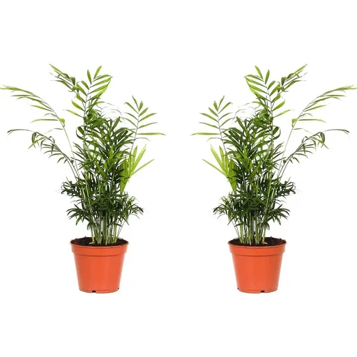 "Flowering Mexican Mountain Palm - Chamaedorea Elegans - Large - 50-60cm - 2 Plants image"