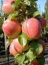 Columnar apple "Golden Gate", 7.5L container, juicy, slightly sweet and sour