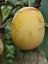 Mirabelle "Bellamira" bush, in a 10L container, juicy, easy to stone