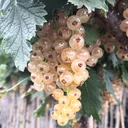 Currant white "Jüterbog" foot stem, in 4L container