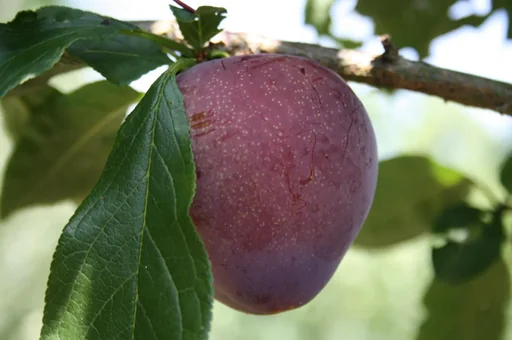 "Japanese plum "Santa Rosa" bush, in a 10L container, sweet and juicy image"