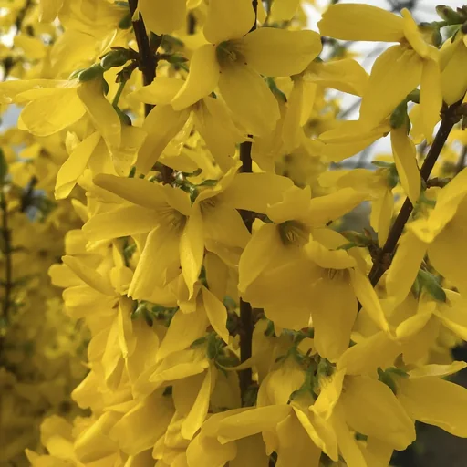 "Forsythia Weekend - Forsythia intermedia - 7.5 L Topf 80-100 cm image"