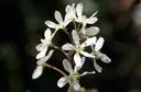 Copper Serviceberry Amelanchier lamarckii - 7.5 L pot 80-100 cm