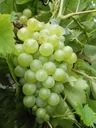 Weinrebe "Lakemont", 5L-Container