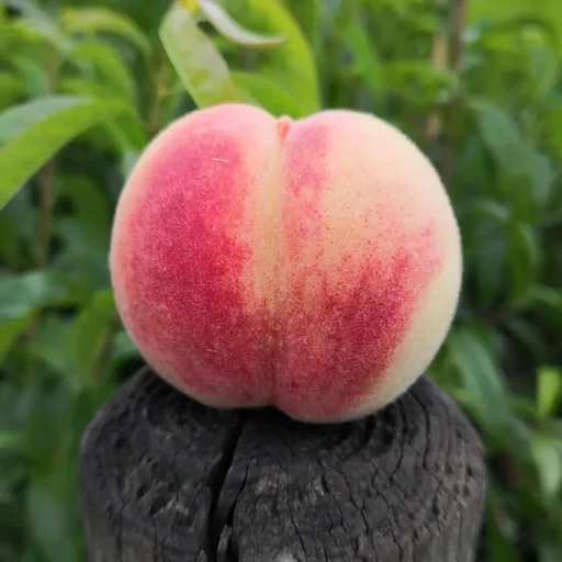 "Peach "Early Red Ingelheimer" bush, 10L container image"