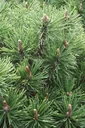 Mugo pine, Pinus mugo "Mops", 7.5 liter pot, 30-40 cm tall