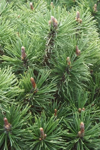 "Mugo pine, Pinus mugo "Mops", 7.5 liter pot, 30-40 cm tall image"