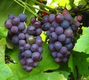 Grapevine "Vanessa", 5L container, large pink berries