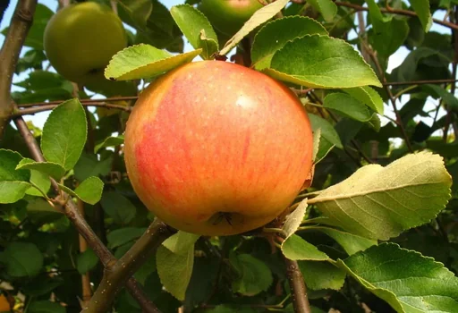 "Apple "James Grieve" spindle bush, in a 5L container image"