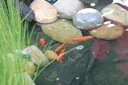 Pond fleece, white 5 x 2 m