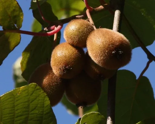 "Kiwi "Hayward", 3,5L-Container image"