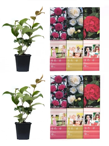"Blooming set of 6 camellias 30-40 cm image"