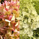 Panicle hydrangea, Hydrangea pan. "Bobo" + "Little Lime", 4.6L pot, 30-40 cm tall, 2 plants in a set