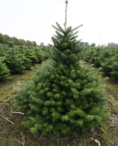 "Grafted Korean fir Molli - Abies koreana - solitary tree with ball 80-100 cm image"