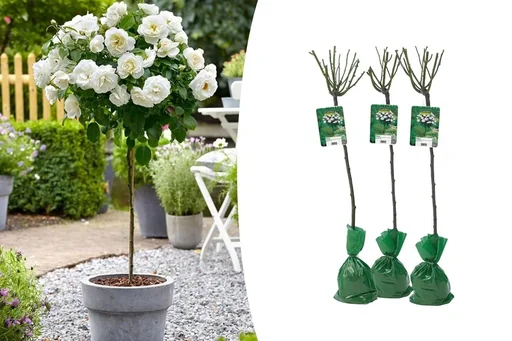 "Flower-up set with 3 white XXL roses 120-140 cm image"