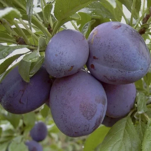 "Plum "Stanley Bu" bush, in 10L container, juicy, sweet with little acidity, spicy image"