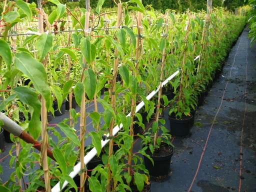 "Kiwi "Rote Bayernkiwi' Kens Red", 3,5L-Container image"