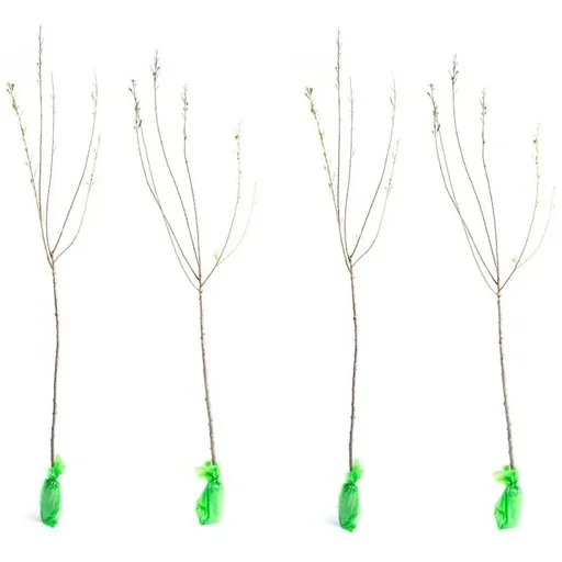 "Flowering Almond Tree - Prunus Triloba XXL - (140-160cm) - 4 Plants image"