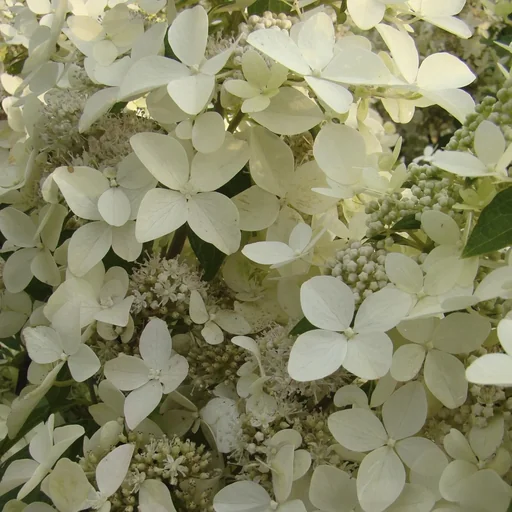 "Panicle Hydrangea Confetti - Hydrangea paniculata - 12 L pot 80-100 cm image"