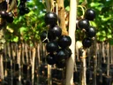 Black currant "Bona" bush, in a 3.5L container