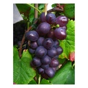 "Blue Muscat" grapevine, 3.5L container