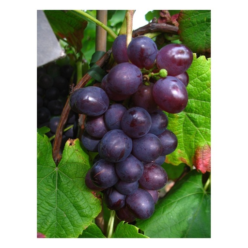 ""Blue Muscat" grapevine, 3.5L container image"