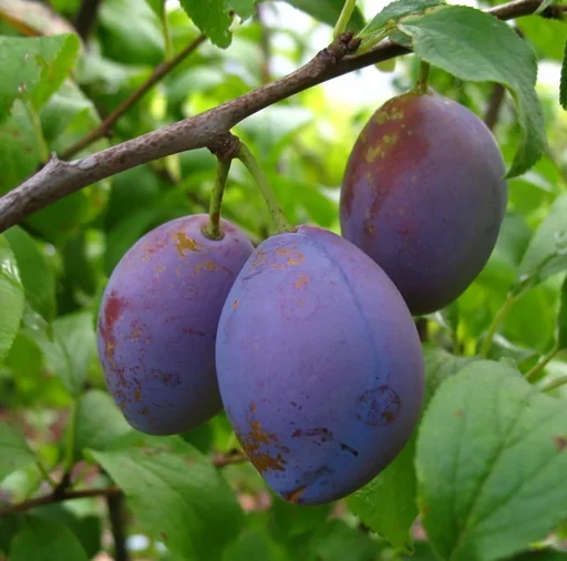 "Plum "Hauszwetsche" half-stem, in a 10L container, easy to stone, very good taste image"