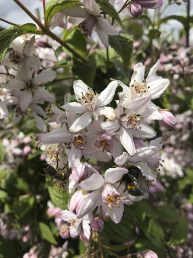 "Deutzia Mont Rose - Deutzia hybrida - 12 L pot 80-100 cm image"