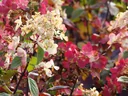 Panicle hydrangea "Pinky Winky", Hydrangea paniculata, 4.6 liter pot, 40-60 cm tall, set of 2