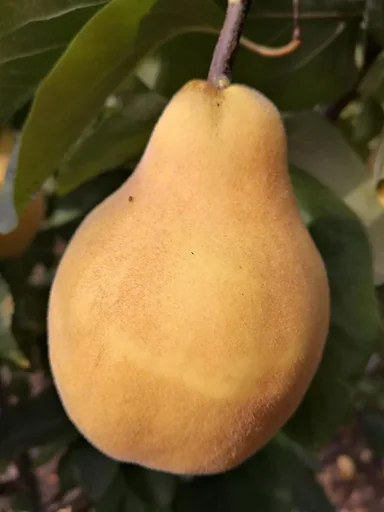 "Quince "Vranja Pear Quince" bush, 10L container image"
