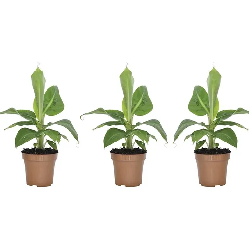 "Flower-up Tropical Banana Plants - Musa Oriental Dwarf - 3 Plants - 25-38cm image"