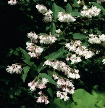 "Mayflower bush filled Deutzia scabra Plena - 7.5 L pot 80-100 cm image"