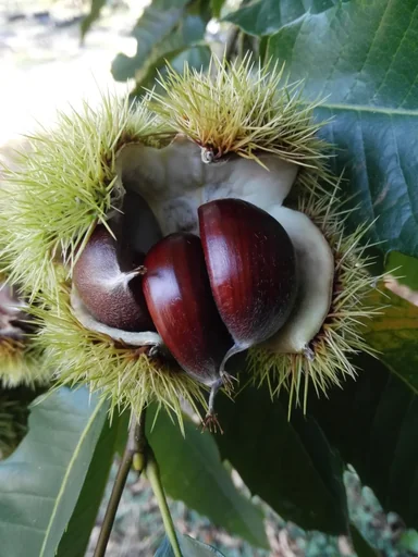 "Edible Chestnut Marone "Dor" de Lyon", 7.5L Container image"