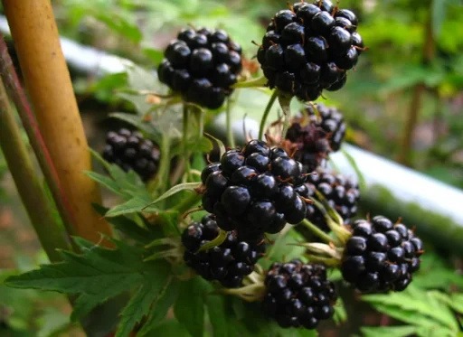 "Brombeere "Triple Crown", 3,5L-Container image"