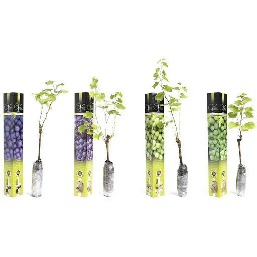 "Flower-up Grapevines 4 pcs Mixed Set 1x Aurore, 1x Sauvignon, 1x Muscat Hamburg, 1x Merlot image"