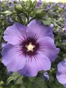 Hibiscus syriacus Marina - 7.5 L pot 70-80 cm