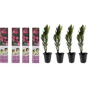 Flower-up Tropical Nerium oleander plants - 8 pieces - 25-38 cm - hardy evergreen