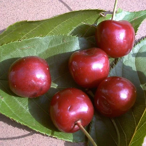 "Sweet cherry "Large Black Cartilage Cherry" half-stem, in a 10L container, sweet and tasty image"