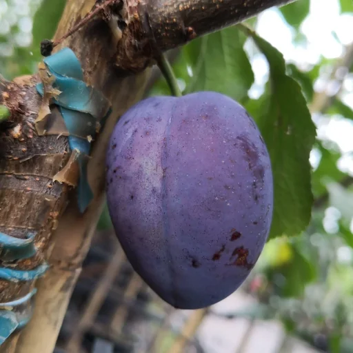 "Plum "Ersinger Frühzwetsche" half-stem, in 10L container, juicy, sweet, sour, spicy image"