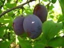 Plum "Topfirst" bush, in a 10L container, very frost hardy, easy to stone